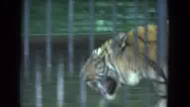 Racine Wisconsin USA (1972): Tiger Pacing Behind Bars In A Zoo And Swans On A Lake