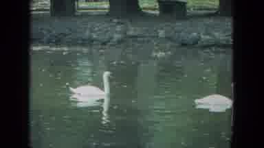 Racine Wisconsin USA (1972): Swans And Pigeons Near A Bust In A Park