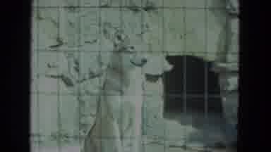 Racine Wisconsin USA (1972): Wolves Are Staying In The Cage Of The Zoo On A
