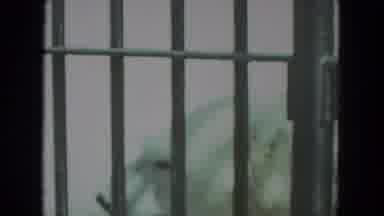 Racine Wisconsin USA (1972): Polar Bear Pacing Back And Forth Inside Cage With