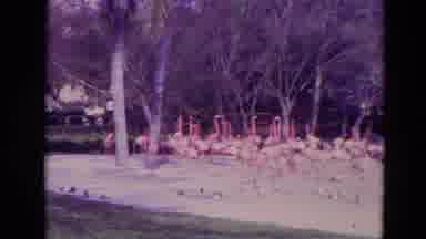 Orlando Florida USA (1974): Pink Flamingos Gathered Around A Man Made Pond At The