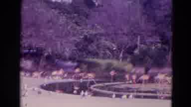 Orlando Florida USA (1974): Flamingos Grouped In An Open Zoo Enclosure