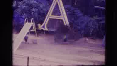 Orlando Florida USA (1974): Peacock With Feathers On Display At Playground Area