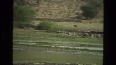 India-1974: Cow Roaming Across A Green Rolling Field Enclosed By A Stone Wall