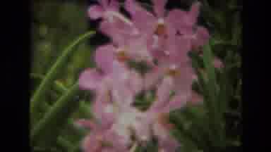 India (1974): Many Different Flowers Of Various Colors Grow And Bloom In Flower