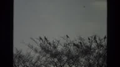 India (1974): Old Recording Of Many Birds Circulation Near Ancient Hall Grounds