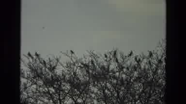 India (1974): A Murder Of Crows Sits High In The Treetops Waiting For Something