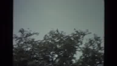 India (1974): Dark Birds At Top Of Trees Flying Around And Sitting In Tree