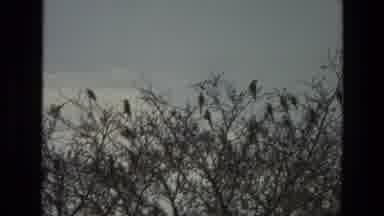 India (1974): Bird Watching In India
