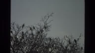 India (1974): Birds Flying Branch To Branch