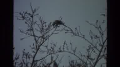 India (1974): Birds Flying In Their Habitat Landing On Trees Waiting For Food
