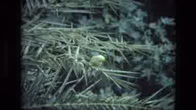 India (1974): Close Up View Of Pine Tree Being Blown In The Wind