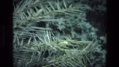 India (1974): A View Of A Green Bug In The Forest And Unique Building