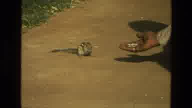 India (1974): Hand Being Held Out With Food To Chipmunk On The Ground Chipmunk