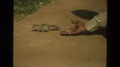 India (1974): Man Feeding To Cute Curious And Hungry Little Chipmunks By Hand