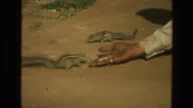 India (1974): Person Attempting To Feed A Squirrel From Their Hand But Squirrel