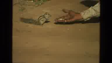 India (1974): Person Feeds Chipmunk Out Of Their Hand On Paved Area Near Grass On