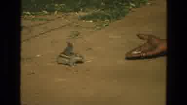 India (1974): Man Trying To Get A Baby Squirrel To Eat Food Out Of His Hand