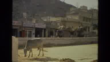 India (1974): Elephants Walking Down A Street With People Riding Them Surrounded