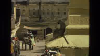 India (1974): People Walking Around Seem To Not Notice The Monkeys That Are