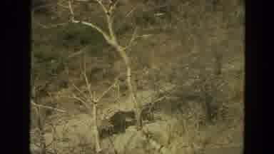 India (1974): Trees Shown On A Hill