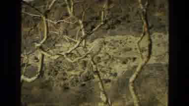 India (1974): Scaling Across Forest Terrain Find Little Black Grey Bird Resting