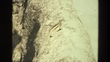 India (1974): View Of Untouched Nature Area With Special Squirrel Shot In The