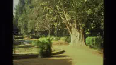 India (1974): Dirt Trail Through An Outdoor Park Filled With Flowers And Tall