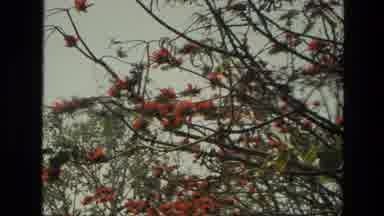 India (1974): Observing And Enjoying Beautiful And Fragrant Spring Blossoms At The