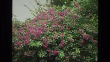India-1974: Close Up Of Springtime Pink And Red Flower Bushes