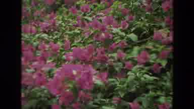 India (1974): Garden View With Flowers And Plants With Trees In The Background