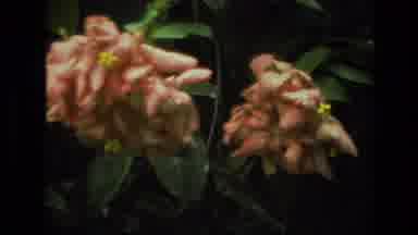 INDIA-1974: Peachy Flowers On A Bush