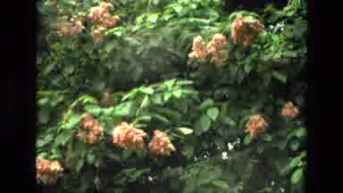 India (1974): Beautiful Wild Flowers And Bushes In A Garden