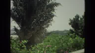 India (1974): View Of Palm Trees And Pink Flowers Blooming On A Clear Day