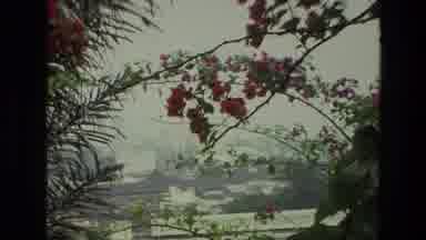 India (1974): A View Of Pretty Red And Pink Flowers On Trees