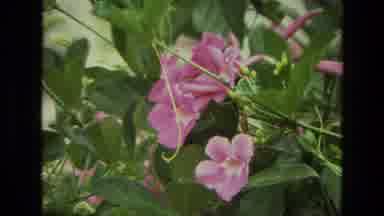 India (1974): Pink Colored Flowers Are Borne On Plants With Green Leaves