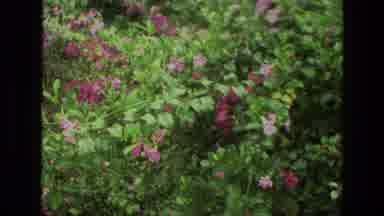 India (1974): The Tiger Balm Garden Entrance And Some Flowers In The Garden