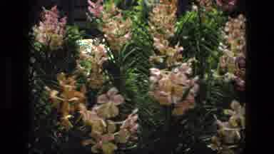 India (1974): Different Pastel Colors Of Flowers Blooming In Garden Area On Sunny
