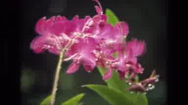 India (1974): Pink Flowers Blooming In Garden On A Bright Sunny Day