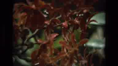India (1974): Different Colors Of Orchids In Close Up Shots And In Garden