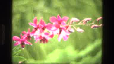 India (1974): Green Plants Of The Garden With Rich Flowers Having Red And White