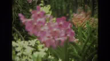 India (1974): Flowing Flower Swaying Garden Pink Grass Green Shakily Zooming Out