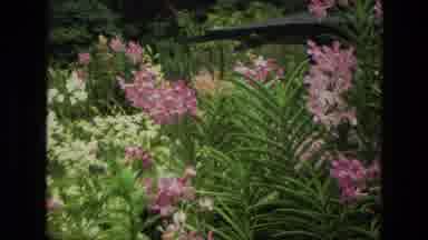 India (1974): Pink And White Flowers Among Some Bushes