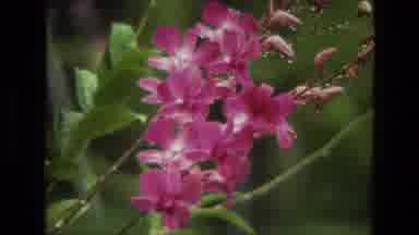 India (1974): Looking At Pink Flowers Blossoming Outdoors On The Green Trees
