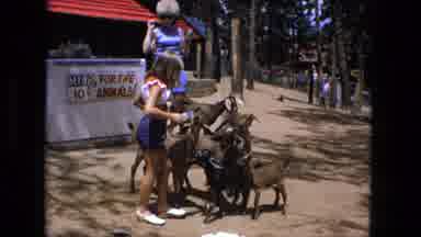 Fort Wayne Indiana (1976): Young Girl Feeds A Herd Of Goats Under Supervision At