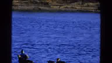 Diller Nebraska-1968: Watching Ducks And Geese On A Lake