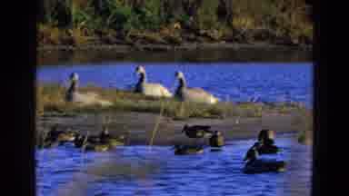 Diller Nebraska-1968: Group Of Geese And Ducks In Lake Of Rare Beauty Amid Nature
