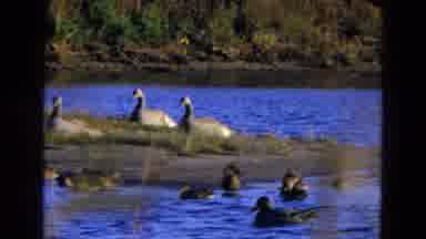 Diller Nebraska-1968: Ducks Swimming On Rippling Blue Water While Swans Rest On