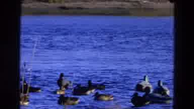 Diller Nebraska-1968: Ducks Swimming In A Row On Pond