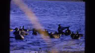 Diller Nebraska (1968): Ducks Swimming In A Pond With Heavy Wind And A Sunny Day